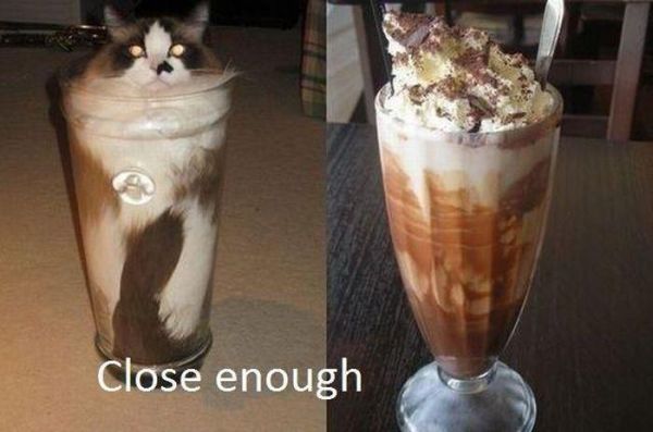 Same Same but Different - Cat and Iceshake
