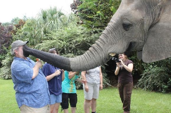 Elefant saugt Gesicht