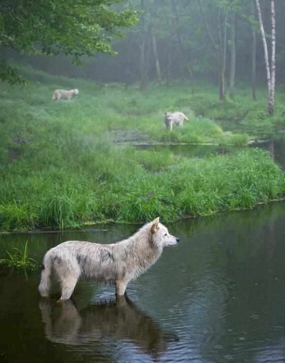 Die besten 100 Bilder in der Kategorie hunde: Wie im MÃ¤rchen - WÃ¶lfe