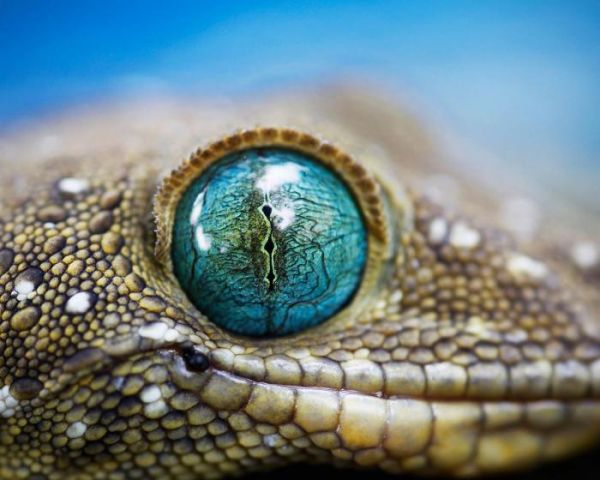 Die besten 100 Bilder in der Kategorie reptilien: Beautiful Nature - TÃ¼rkisfarbenes Echsen-Auge