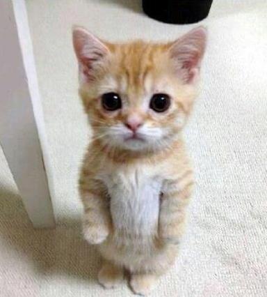 Katzen Süßeste Katze Der Welt Die Besten 100 Bilder In