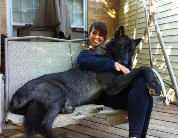 Die besten 100 Bilder in der Kategorie hunde: Riesen Hund