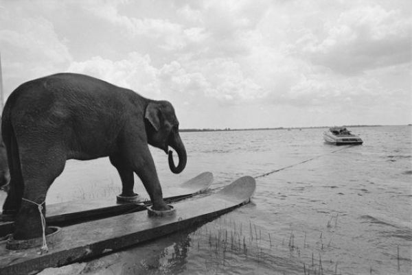 Die besten 100 Bilder in der Kategorie unglaublich: Warum nicht? Elefanten WasserSki
