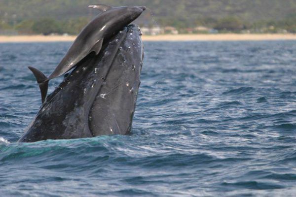 Die besten 100 Bilder in der Kategorie fische_und_meer: Delfin und Pottwal spielen oder Streiten