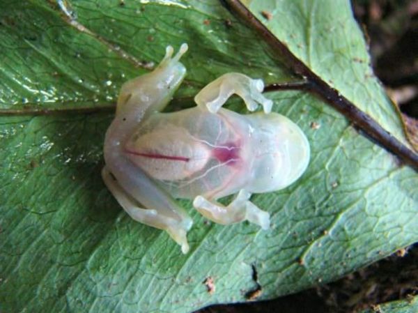 Die besten 100 Bilder in der Kategorie amphibien: Transparenter Regenwald Baum Frosch