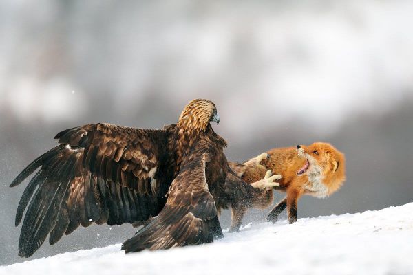 Die besten 100 Bilder in der Kategorie tiere: Adler versus Fuchs - Adler greift Fuchs an