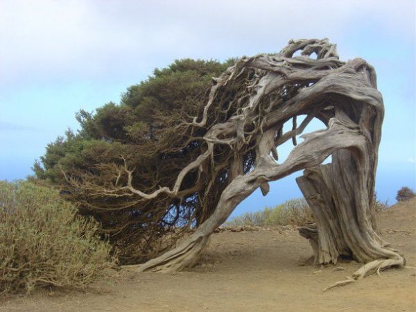 Die besten 100 Bilder in der Kategorie baeume: Bizarre Baum Form