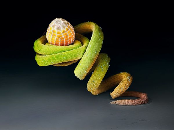 Die besten 100 Bilder in der Kategorie insekten: VergrÃ¶Ãertes Schmetterling-Ei