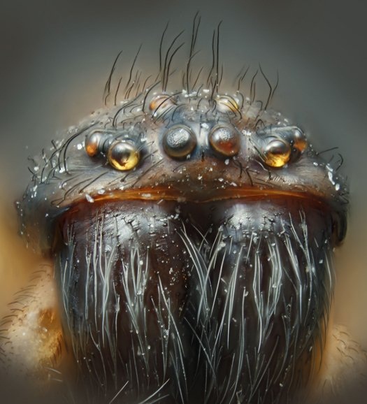 VergrÃ¶Ãerte Spinne