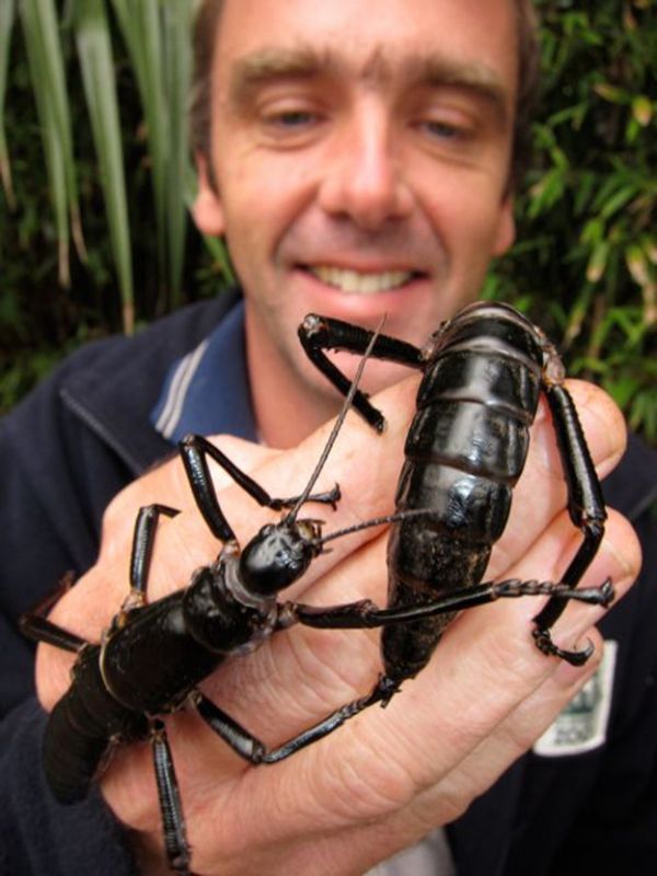 Die besten 100 Bilder in der Kategorie insekten: Die kÃ¶nnen Dir den Finger abbeissen - Autstralische KÃ¤fer