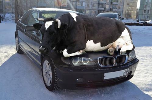 Diesel vorwÃ¤rmen auf Russisch - Kuh auf BMW