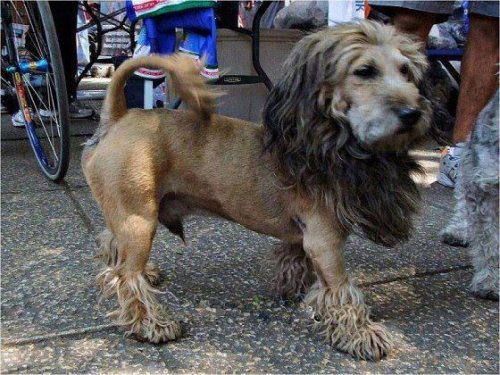 HUNDE König der Hunde Hund mit Löwenmähne Die besten 100 Bilder in