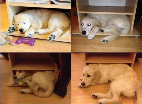 Die besten 100 Bilder in der Kategorie hunde: Sweet Dog-Bed is getting small