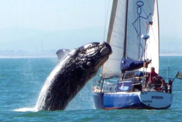 Die besten 100 Bilder in der Kategorie fische_und_meer: Hohes Wal-Vorkommen aus SÃ¼d-West - Wal-Attacke auf Segelboot