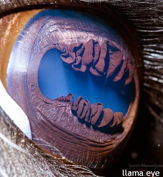 Die besten 100 Bilder in der Kategorie tiere: Lama Auge