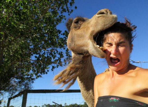 Sieht nicht lustig aus - Kamel beisst in Frauenkopf