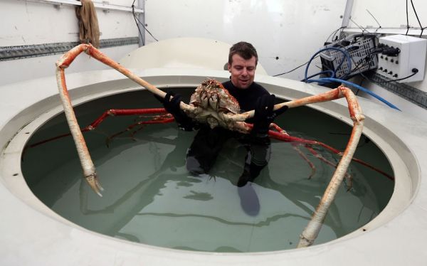 Die besten 100 Bilder in der Kategorie fische_und_meer: Ob die Zangen was taugen? - WeltgrÃ¶Ãte Riesen-Krabbe