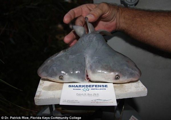 Die besten 100 Bilder in der Kategorie fische_und_meer: ZweikÃ¶pfiger Hai oder Haie