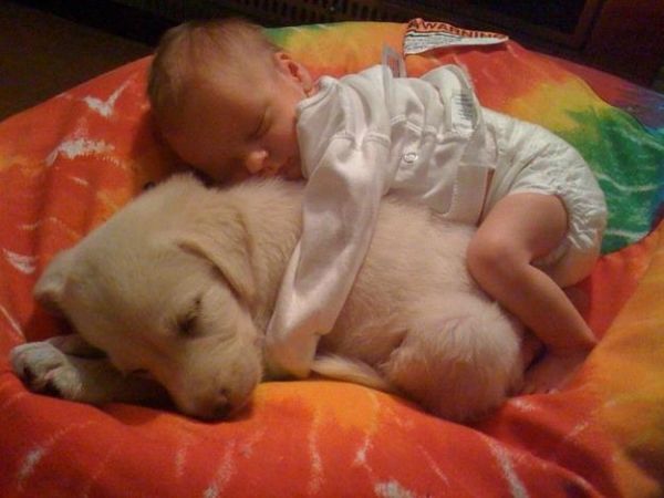 Cutest Pic Ever - Dog Baby Human Baby