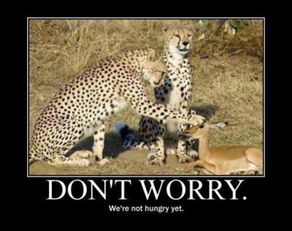 Die besten 100 Bilder in der Kategorie tiere: Dont worry. We are not Hungry yet. Leoparden