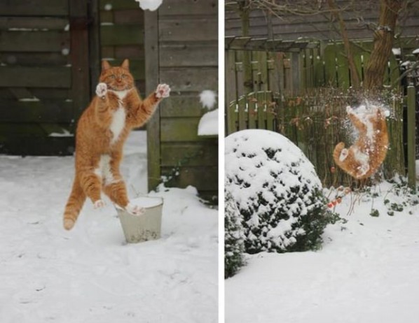 Fang das Katze - Schneeballschlacht mit Katze