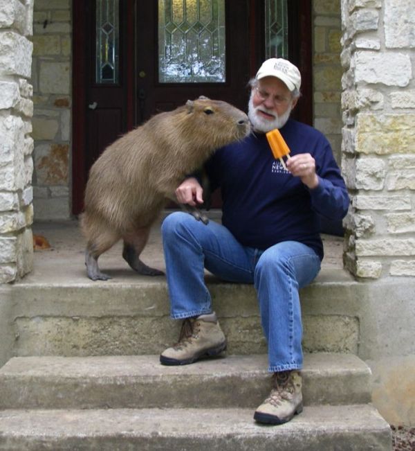 Die besten 100 Bilder in der Kategorie tiere: Riesen Ratte - Wombat?