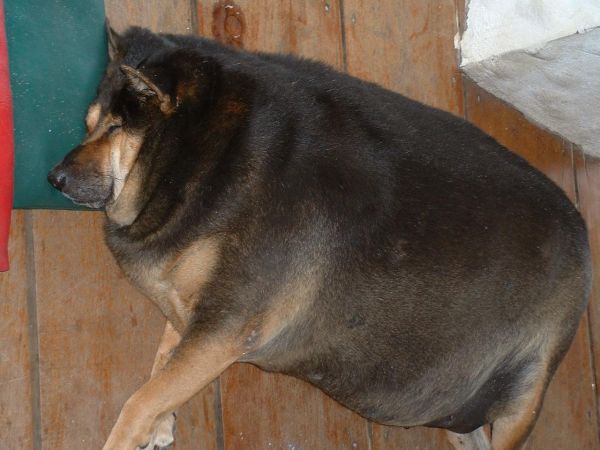 Die besten 100 Bilder in der Kategorie hunde: Keine Gefahr fÃ¼r Einbrecher - Fettester Hund der Welt