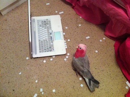 Papagei war im Internet - Macbook Tasten