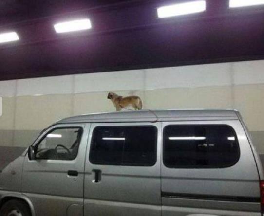 Nice View - Hund auf Autodach vergessen