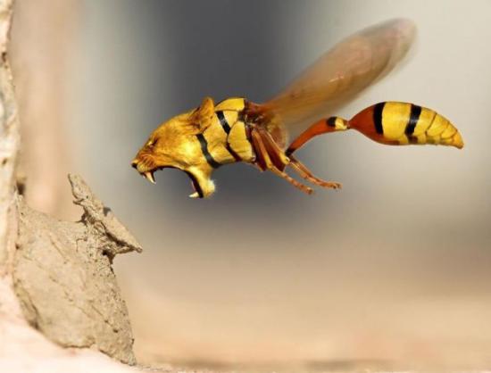 Die besten 100 Bilder in der Kategorie photoshops: LÃ¶spe - LÃ¶wen-Wespe - Lion Wasp