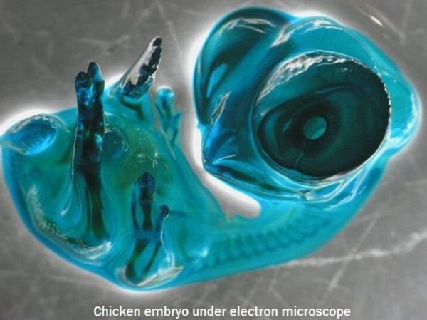 Die besten 100 Bilder in der Kategorie voegel: Huhn Embryo unter Elektronen-Mikroskop