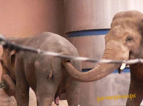 Die besten 100 Bilder in der Kategorie tiere: Anale Elefanten