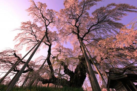 Die besten 100 Bilder in der Kategorie baeume: Uralter Baum