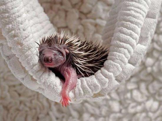 Die besten 100 Bilder in der Kategorie tiere: Igel Baby