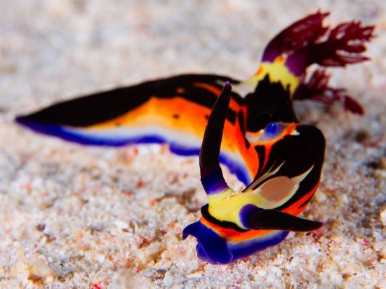 Die besten 100 Bilder in der Kategorie fische_und_meer: I dont wanna touch it - seems to be toxic - Sea Snail