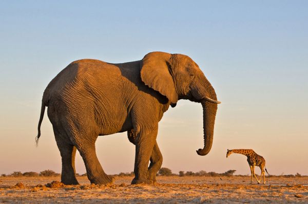 Die besten 100 Bilder in der Kategorie optischetaeuschung: Elephant ist grÃ¶Ãer wie Giraffe