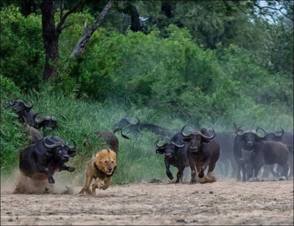 Die besten 100 Bilder in der Kategorie tiere: LÃ¶we auf der Flucht vor Bullen