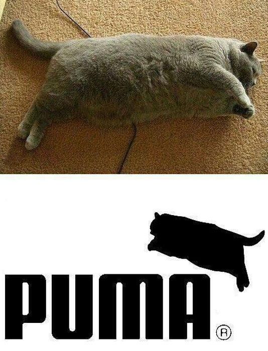 Fettester Puma der Welt - Dicke Katze