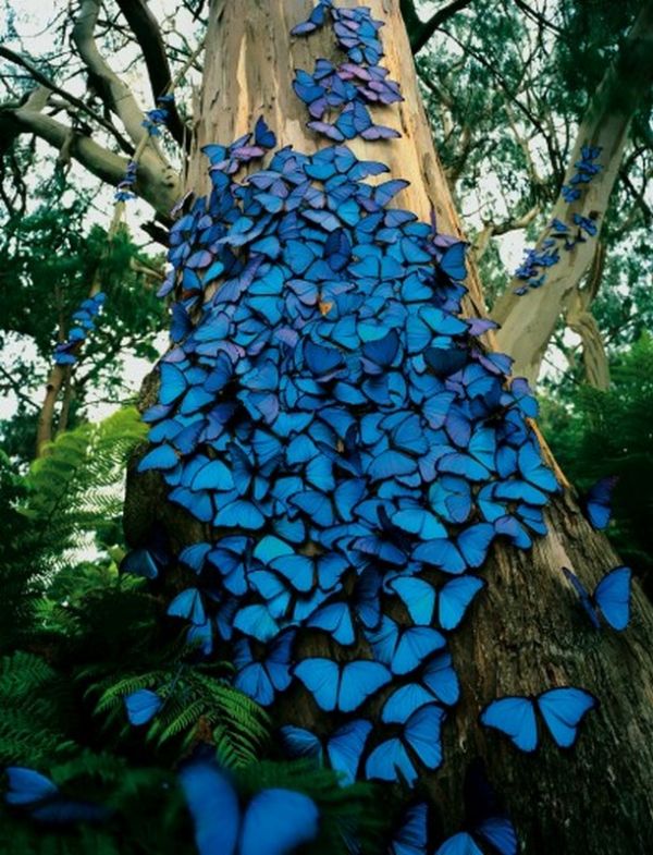 Die besten 100 Bilder in der Kategorie insekten: Blue morpho butterfly
