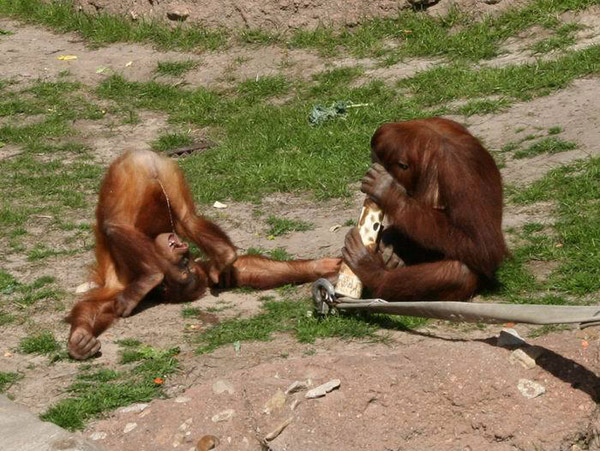 Die besten 100 Bilder in der Kategorie tiere: Eigenurin-Therapie