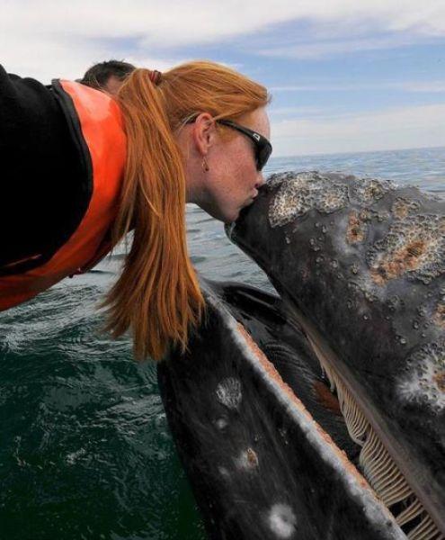 Die besten 100 Bilder in der Kategorie fische_und_meer: Blauwal Wal-Kuss