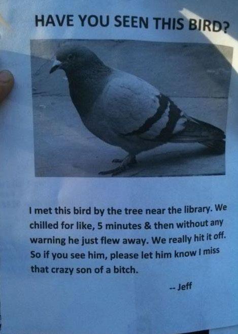 Have you seen this Bird - Haben Sie diese Taube gesehen?
