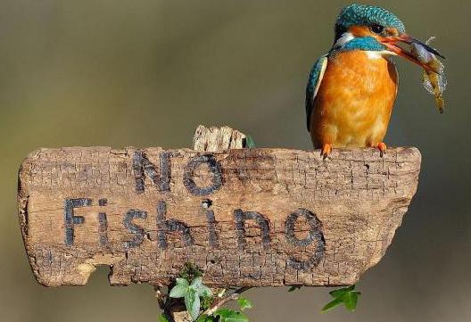 Die besten 100 Bilder in der Kategorie schilder: No Fishing - Eisvogel provoziert