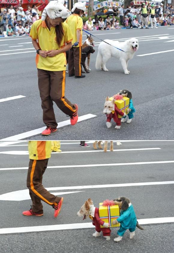 Die weltbeste Verkleidung KostÃ¼m fÃ¼r Hunde 