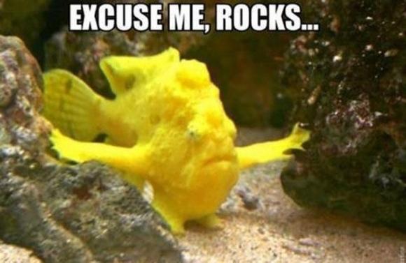 Die besten 100 Bilder in der Kategorie fische_und_meer: Excuse me Rocks - Yellow Chief Fish