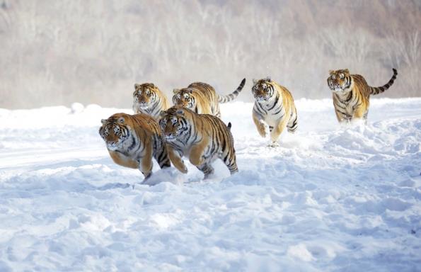 Schnell weg! Tiger Jagd im Schnee