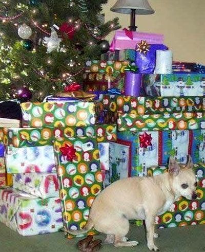 Hund bringt sein Weihnachtsgeschenk