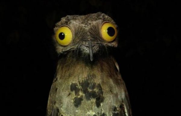 Die besten 100 Bilder in der Kategorie voegel: The Brilliantly-Eyed Potoo Bird