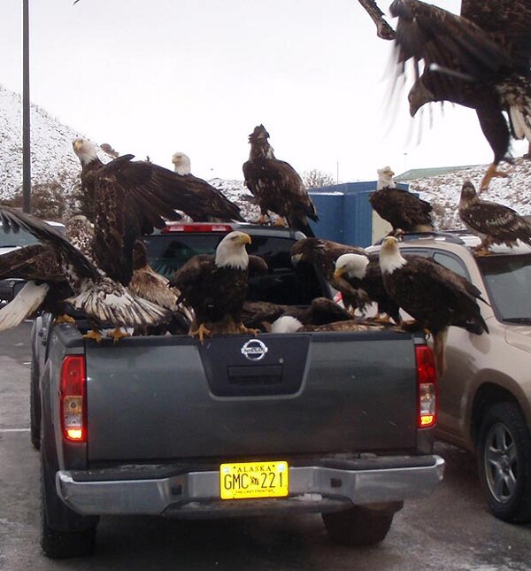 Die besten 100 Bilder in der Kategorie voegel: Weisskopfseeadler Invasion