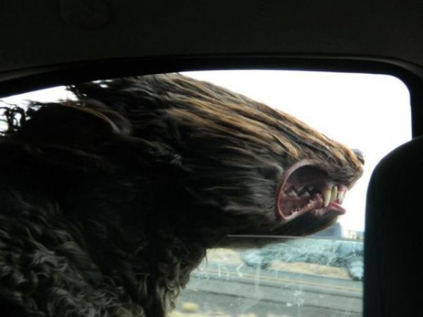 Die besten 100 Bilder in der Kategorie hunde: Neue Hunderasse entdeckt. Englischer Windhund mit Aerodynamischem Kopf.